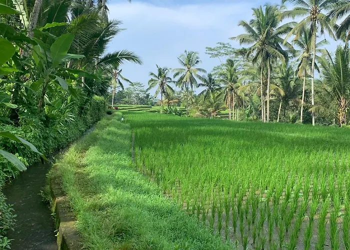 Ani's Traditional Jungle *